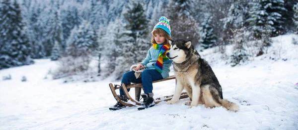 Kid Riding Snow Slides Winter Dog Husky Child Sleigh Play — Stock Photo, Image