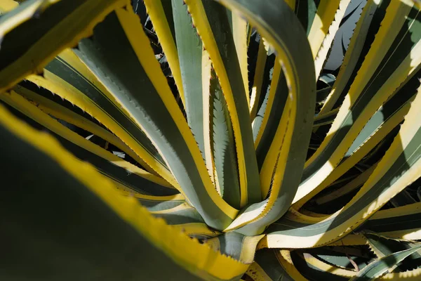 Agave Grön Kaktus Backdround Kaktusdesign Eller Cactaceae Mönster — Stockfoto