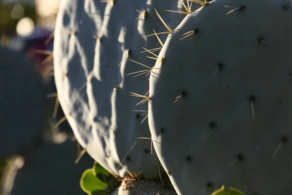 Microdasys Kaktus Kakteen Rückwärtig Kakteen Muster — Stockfoto