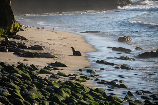 Sea Lions Rocks San Diego California — Stock Photo, Image
