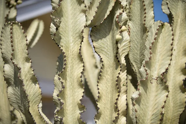 Cactus Backdround Cacti Design Cactaceae Pattern — Stock Photo, Image