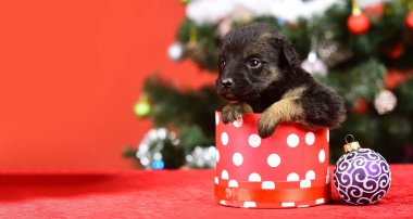 Noel ağacının yanındaki süslemeli yavru köpek. Yeni yıl arkaplanında köpek yavrusu ve hediye kutuları, Noel. Noel için hediye kutusunda komik bir köpek yavrusu