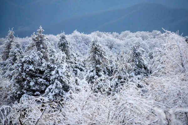 冬の風景です 雪のドリフトで覆われた霜の木と冬 魔法の冬の森 美しい空と自然の風景 — ストック写真
