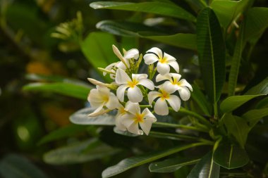 Mavi gökyüzü arkaplanlı Frangipani çiçekleri. Yeşil yapraklı güzel frangipani çiçekleri. Beyaz Plumeria Rubra çiçekleri