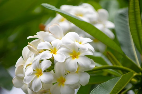 Flores Plumeria Floreciendo Árbol Flor Tropical Plumeria Blanca Flores Rubra —  Fotos de Stock