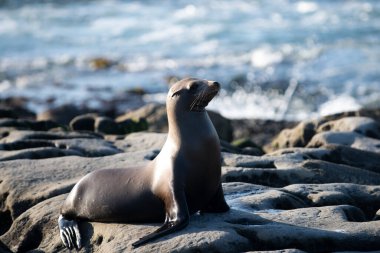 Liman mührü. Buzlu foklar. San Diego, Kaliforniya 'daki La Jolla Koyu' ndaki uçurumda deniz aslanları.