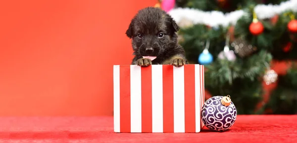 Puppy for Christmas. Puppy and gift boxes on new year background, christmas. Funny puppy in a gift box for Christmas
