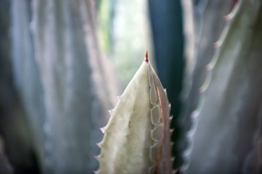 Yakın çekim kaktüs sırtı, kaktüs ya da kaktaceae deseni. Agave kaktüsü