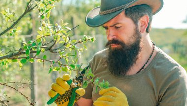 Farmer man on sprin banner. Farmer examining grafting branch in orchard. Gardener work in yard with garden tools and have good time