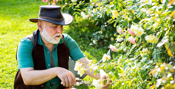 Retired gardener senior portrait, spring banner. Senior man in garden cutting roses. Gardeners with spring flowers. Grandfather working in the garden