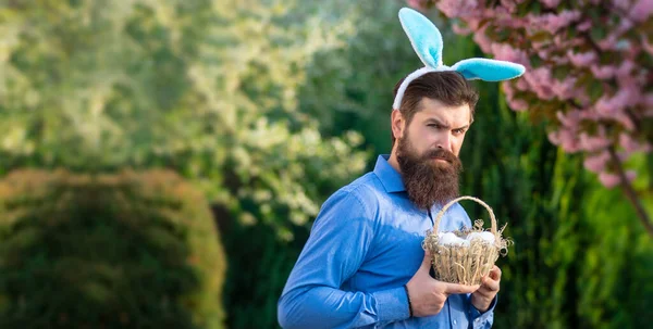 Easter banner, mockup copy space, poster flyer header for website template. Funny man hunting easter eggs. Bearded man wearing bunny ears on Easter day. Man holding basket with easter eggs
