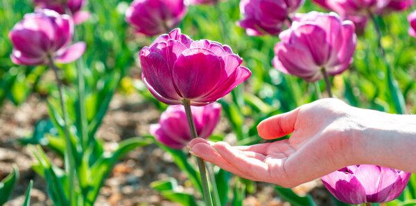 Закрыть тюльпан и руки, весенний баннер. Тюльпан в женских руках. Группа разноцветных тюльпанов. Фиолетовый цветок тюльпан освещенный солнечным светом