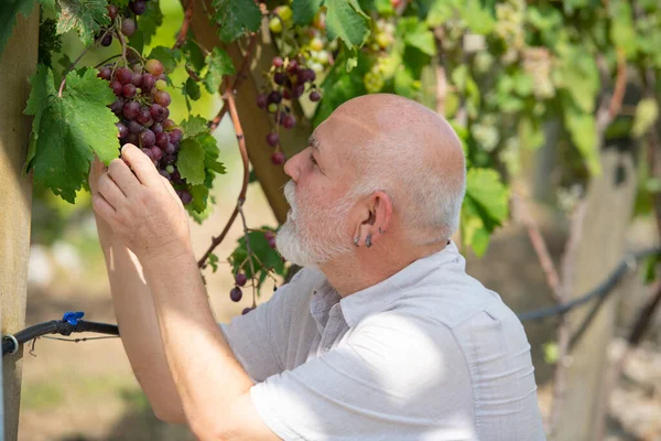 ブドウ畑でブドウを収穫する老人 成熟した農家は屋外で収穫し ブドウの品質を調べます 農場のワイナリー ブドウの収穫 男のワインメーカーとブドウ畑の所有者 — ストック写真