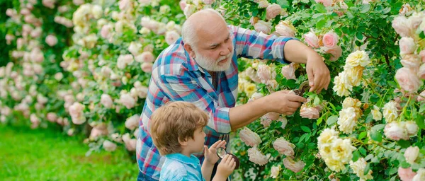 Grandfather gardener in sunny garden planting roses. Grandfather with child working in garden near flowers garden. Gardening with a kids. Grandfather and grandson on sky background, spring banner