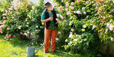 Retired gardener senior portrait, spring banner. Senior old man in garden cutting roses flowers. Gardener grandfather with spring bloom