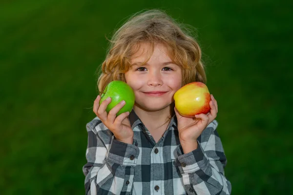 Picking apple. Kid eat apple. Child nutrition. Portrait of happy smiling child boy with apples outdoor