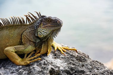 Iguana, Amerikan iguanası iguana familyasından bir kertenkele sürüngendir. Ve alt familya Iguanidae 'de. Miami.