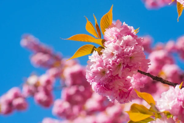 Sakura, pink cherry blossom on blue sky background. Sakura pink flowers on sunny backdrop. Spring background with a branch of blooming sakura. Sakura spring blossom background. Spring time