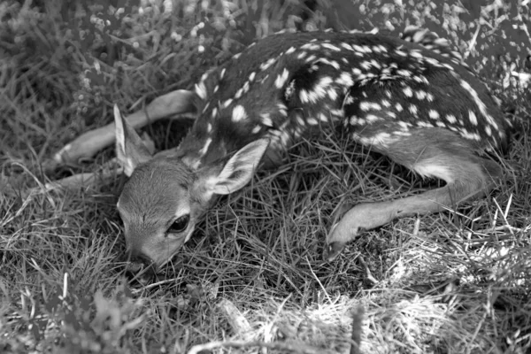 Naturtierkonzept Rehkitz Baby Neugeborene Hirsche Bambi Und Wilde Tiere Frühling — Stockfoto
