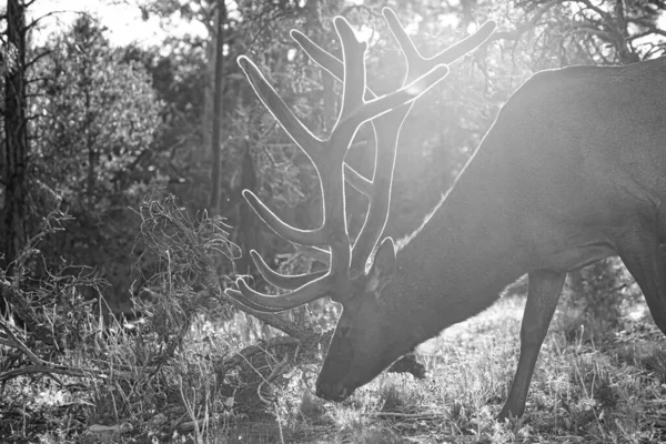 Natuurdieren Concept Witstaartkuit Bambi Fawn Jonge Capreolus Mooie Wilde Dieren — Stockfoto