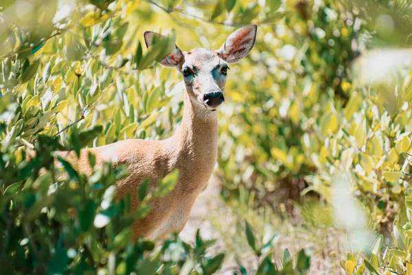 Concept Animaux Naturels Râle Queue Blanche Bambi Fauve Jeune Capreolus — Photo