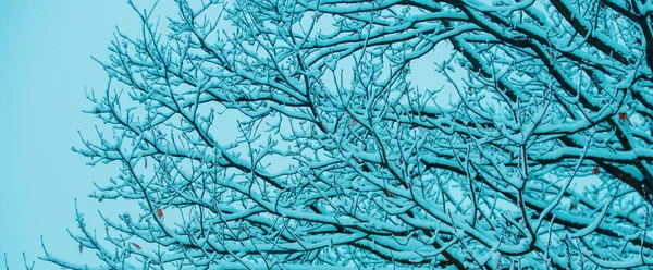 Snow Covered Branch Snowy Background Tree Branch Snow Ice Tree — Stock Photo, Image