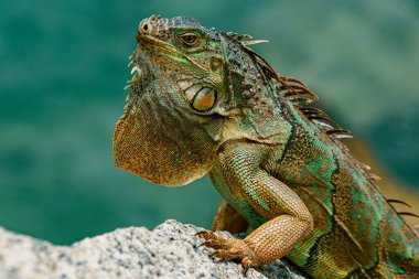 Yeşil iguana, iguanagiller (Iguana) familyasından bir sürüngen türü.