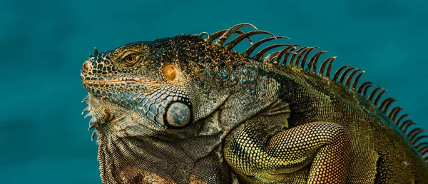 Iguana Verde Também Conhecida Como Iguana Americana Espécies Herbívoras Lagarto — Fotografia de Stock