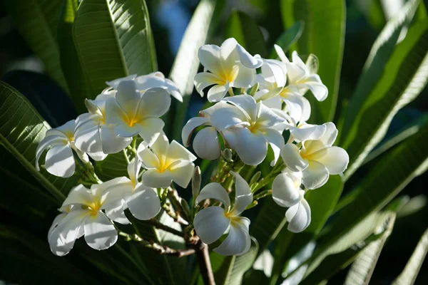 White Plumeria Rubra Flowers Frangipani Flower Semboja Plumeria Group Plants — стоковое фото
