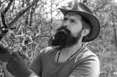 Bahçıvan grefti dalı. Çizim dalları. Profesyonel Bahçıvan İş Başında - Yakın plan portre