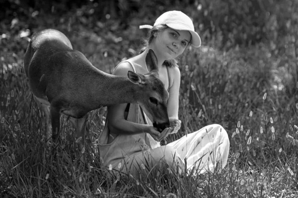 Γυναίκα Ταΐζει Ελάφια Ελαφιών Ενότητα Φύση Έννοια Άγριων Ζώων Κορίτσι — Φωτογραφία Αρχείου