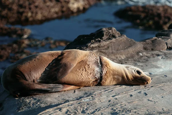 Sea Lions Rocks San Diego California — Stock Photo, Image