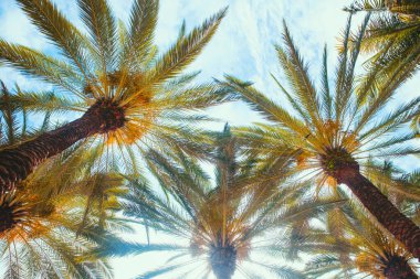 Palms backdrop on sun light sky. Coconut palm trees, beautiful tropical texture with sun light on sky abstract background