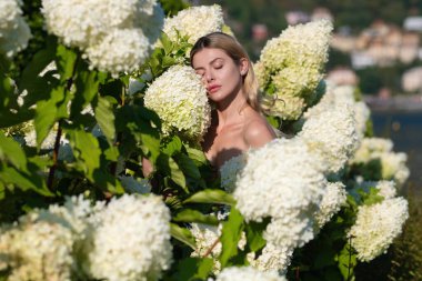 Sensual woman in blooming bush of hydrangea flowers in summer garden. Big white Hydrangeas shrubs flowers. Attractive woman hold bouquet of white hydrangea