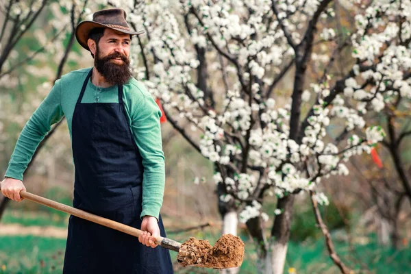 Gardener planting in spring garden. Bearded man gardener in an urban garden. Eco farm worker