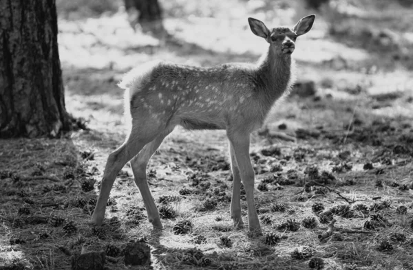 Des Animaux Forestiers Deer Fawn Bambi Capreolus Jeune Chevreuil Queue — Photo