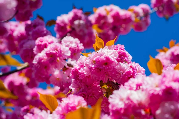 Sakura Pink Cherry Blossom Blue Background Sakura Pink Flowers Sunny — Stock Photo, Image