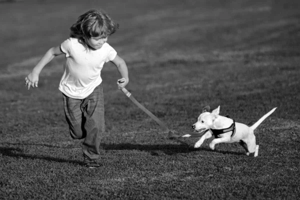 Boy running and playing with dog on the lawn in the park. Pet with owner. The doggy has raised a tail up