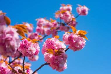 Sakura, pink cherry blossom on blue sky background. Sakura pink flowers on spring backdrop. Spring background with a branch of blooming sakura. Copy space. Sakura spring blossom background. Spring