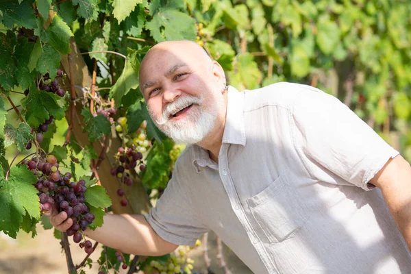 Harvesting Grapes Old Farmer Man Grapes Large Bunch Old Worker – stockfoto