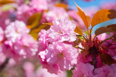 Sakura, cherry blossom. Sakura pink flowers on sunny backdrop. Spring background with a branch of blooming sakura. Sakura flower spring blossom background. Spring bloom