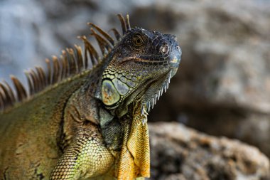 Green iguana, American iguana, herbivorous species of lizard of the genus Iguana