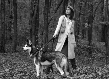 Soylu köpek konsepti. Husky dog, en iyi arkadaşlar. Kız köpeğiyle yürümekten hoşlanıyor. Sibirya Husky 'sinin en sevdiği hayvan. Hayvan yetiştiriciliği. Güz ormanı köpeğiyle yürüyen şık bir kız. Hayvan.