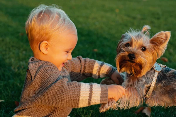 秋の公園で小さな子犬の犬と遊ぶことを楽しんで幸せな赤ちゃんの男の子 ブロンドの髪の子供と笑顔の赤ちゃんは美しい晴れた秋の夜に再生されます 幼少期の概念 — ストック写真