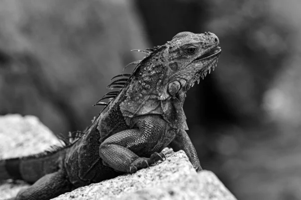 Närbild Grön Leguan Latinska Namnet Iguana Iguana Södra Florida Iguanas — Stockfoto