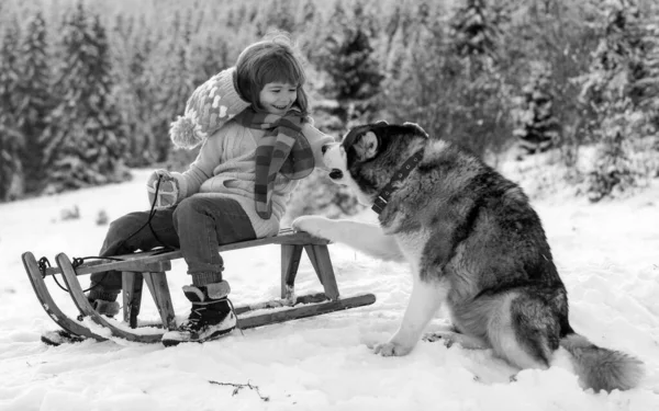 Wintergebreide Kinderkleding Jongen Met Hondenslee Een Besneeuwd Bos Outdoor Winterplezier — Stockfoto