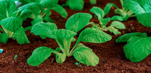 Teelt Van Gewassen Groenten Biologische Groenten Tuinbouwconcept — Stockfoto