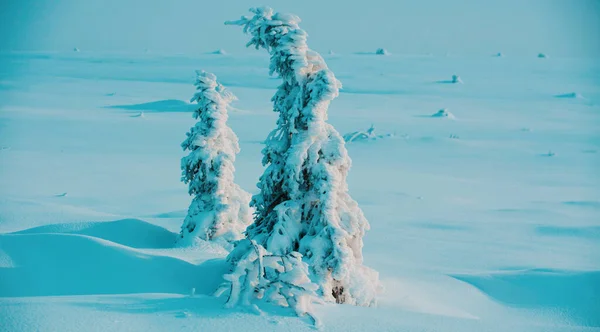 Zimowa Burza Śnieżna Śnieżna Pogoda Śnieg Drzewach Zimny Klimat — Zdjęcie stockowe