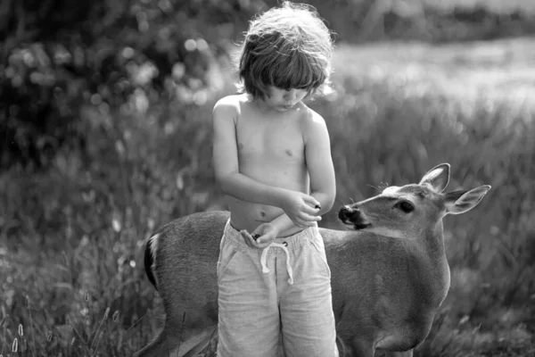 Słodki Chłopiec Karmiący Jelenia Ładny Chłopiec Pełnym Wdzięku Zwierzęciem Parku — Zdjęcie stockowe