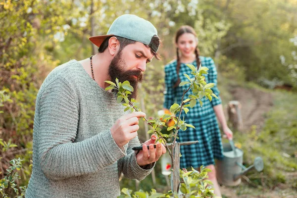 Grafting Branch Lifestyle Family Life Wife Husband Planting Vegetable Garden — Stock Photo, Image